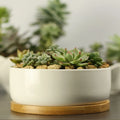 Ceramic Succulent Plant Pot White Porcelain - view 1