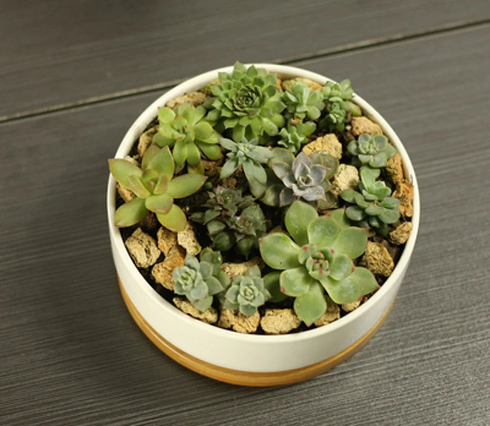 Ceramic Succulent Plant Pot White Porcelain - view 3