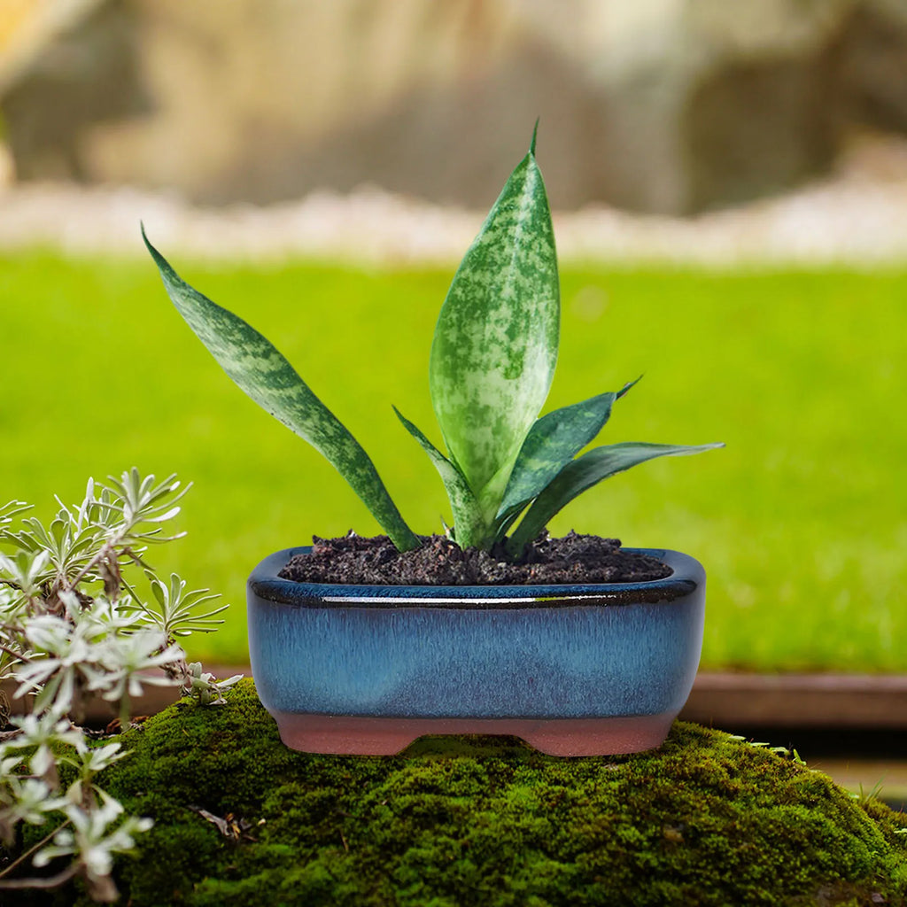 Ceramic Garden Planter Pots Round Succulent - view 5