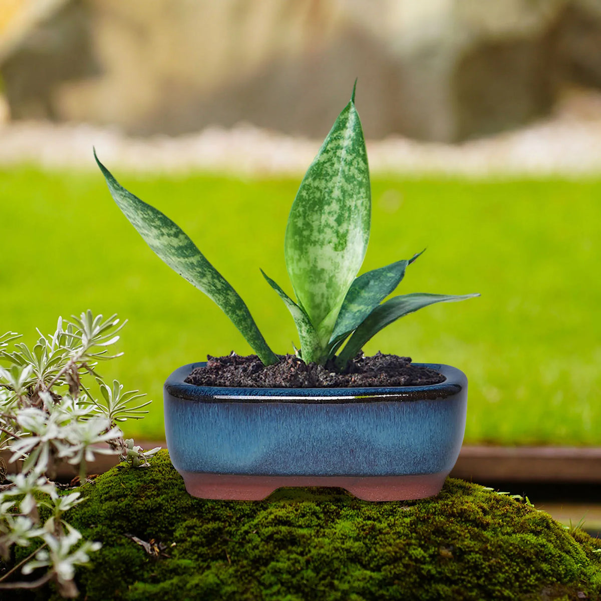 Ceramic Garden Planter Pots Round Succulent - view 5