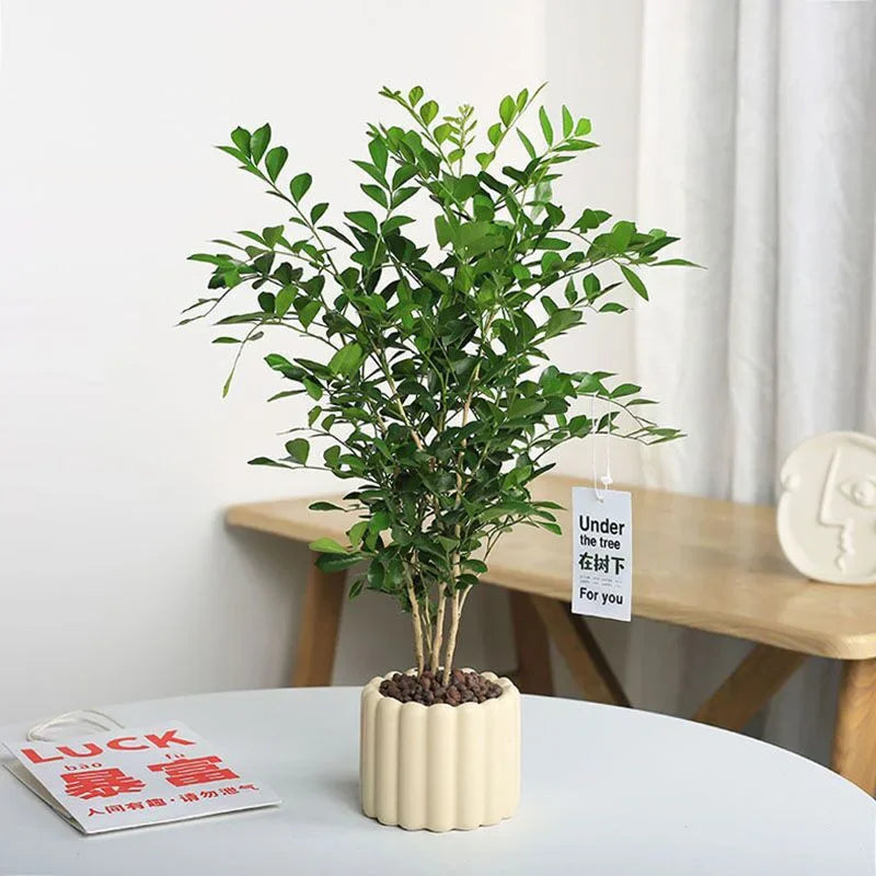 INS Flowerpot Ceramic Pots - view 5