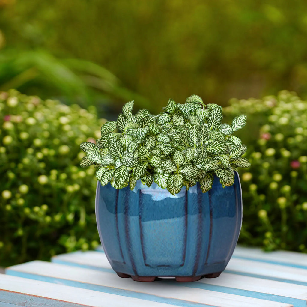 Ceramic Garden Planter Pots Plant - view 1