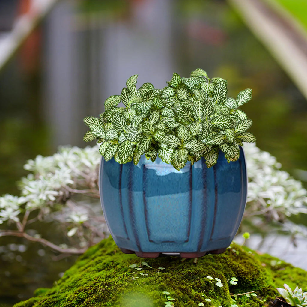 Ceramic Garden Planter Pots Plant - view 2